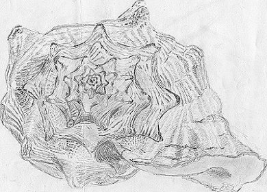 A foreshortened view of a shell